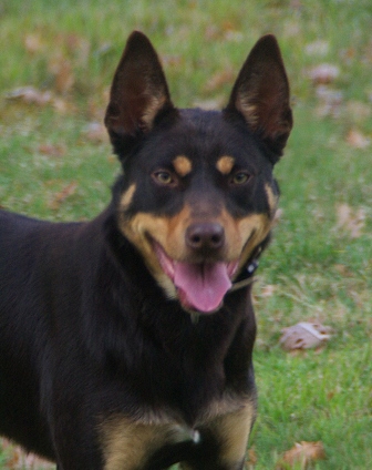 Noonbarra kelpie deals